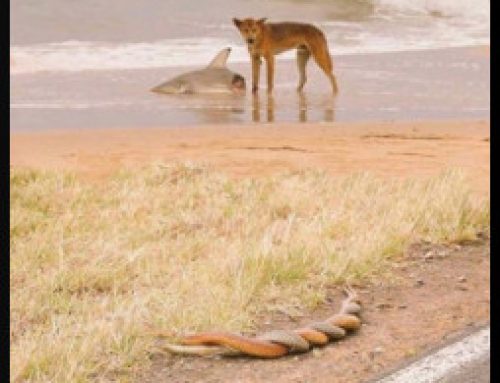 Day 30 A Dingo Eating a Shark and Two Snakes Making Love: My Self-Publishing Journey.